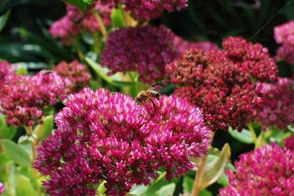 Purple sedum to prepare a healing infusion that increases strength